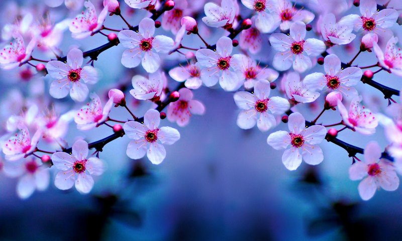 梅花易数的灵活起卦法